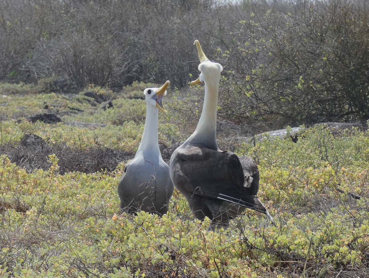Waved Albatross - ML640549741