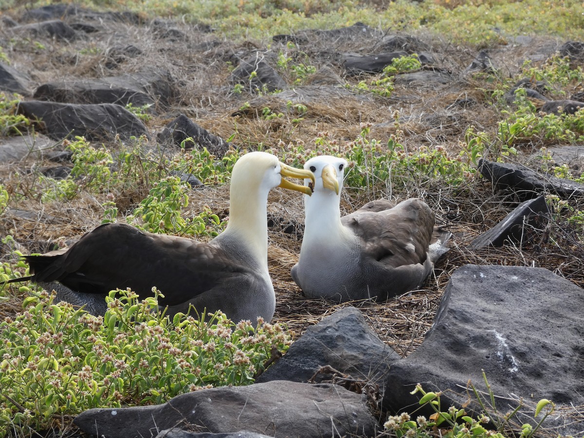 Waved Albatross - ML640549742