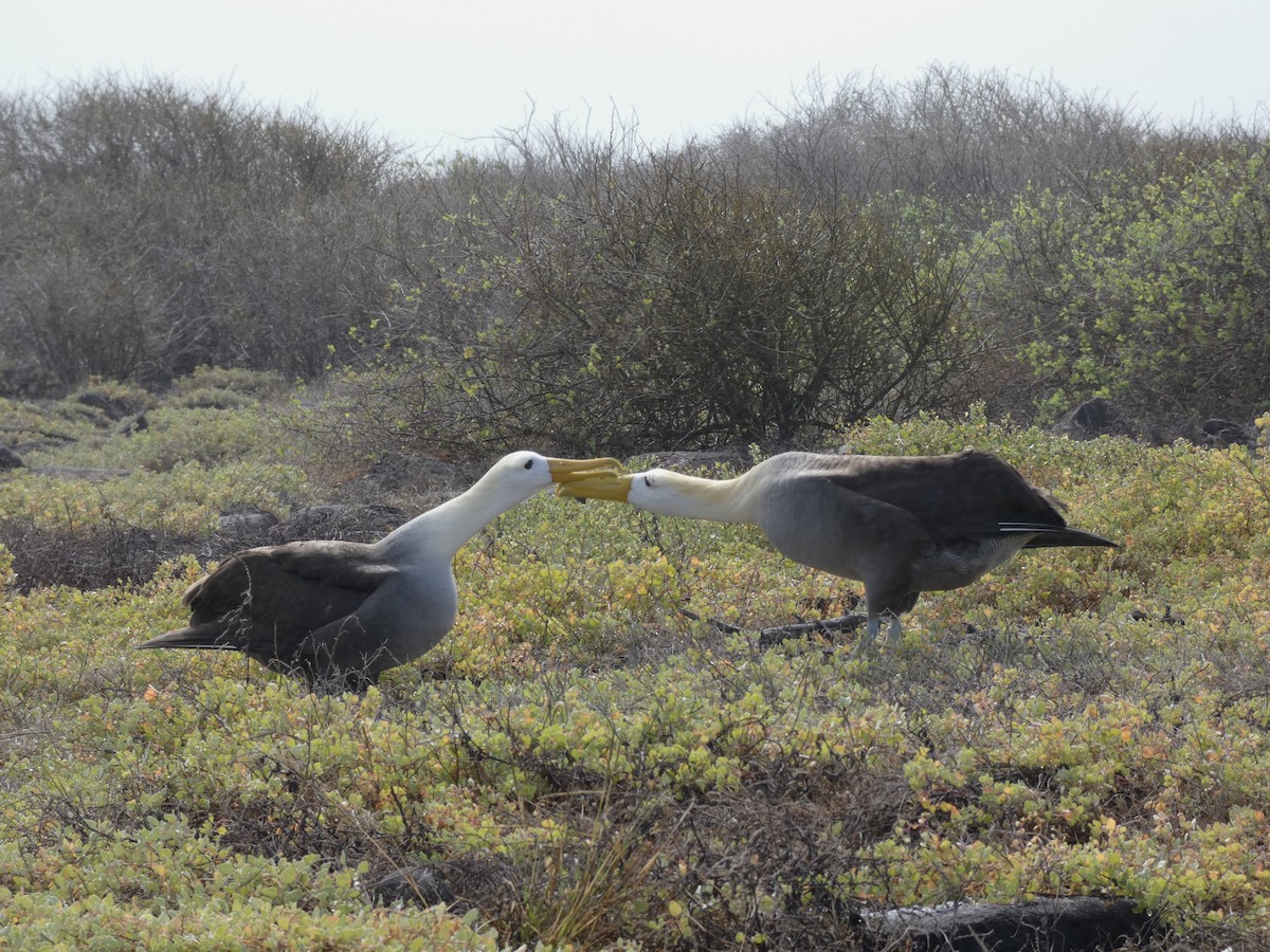 Waved Albatross - ML640549743