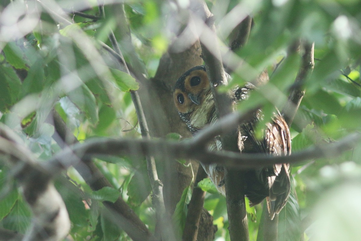 Spotted Wood-Owl - ML640549816