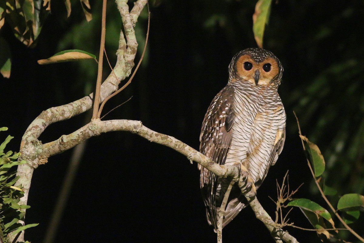 Spotted Wood-Owl - ML640549817