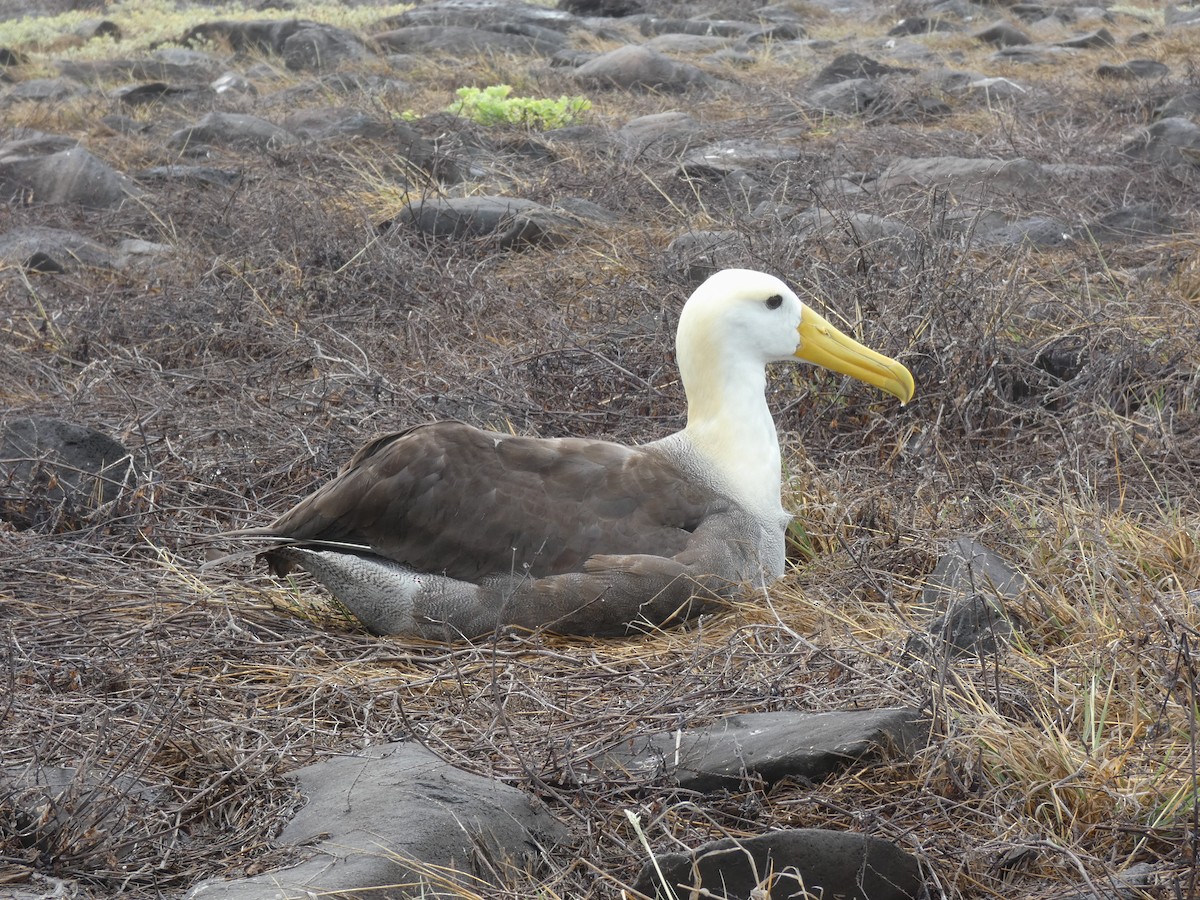 Waved Albatross - ML640549837