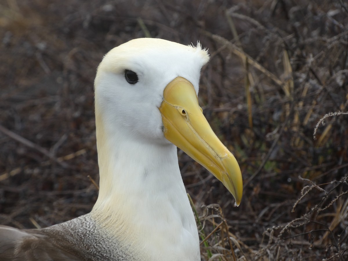 Waved Albatross - ML640549838