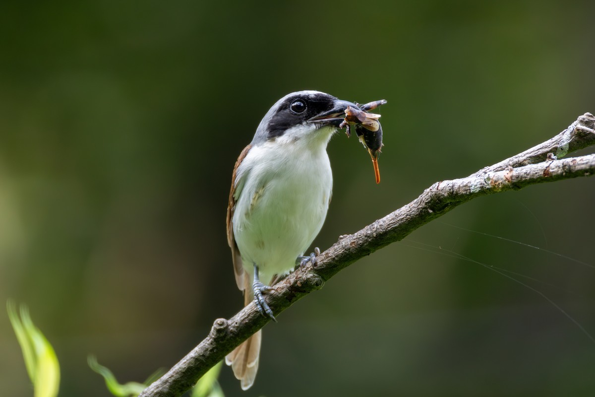 Tiger Shrike - ML640549842