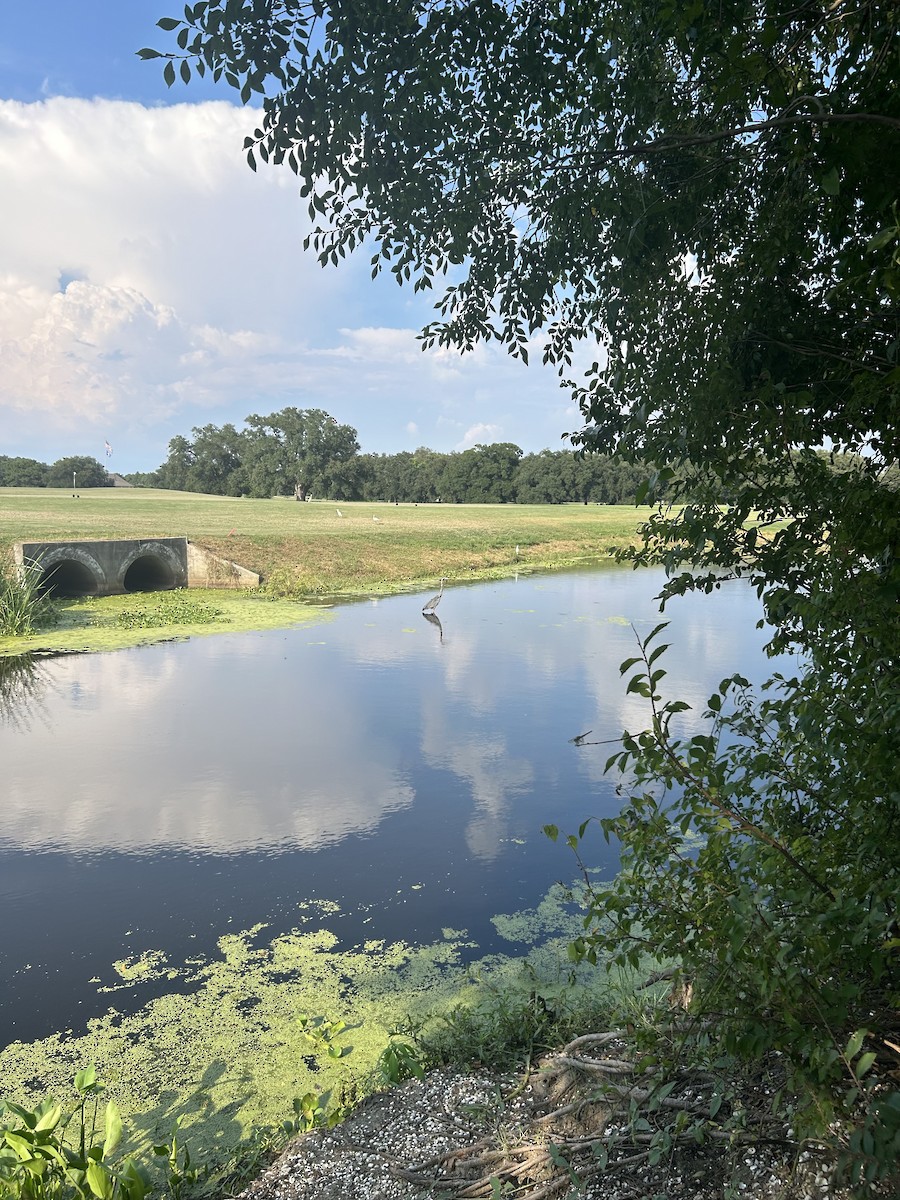 Great Blue Heron - ML640549848