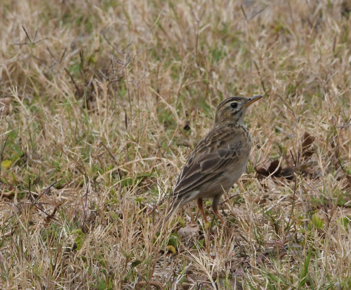 Richard's Pipit - ML640549872