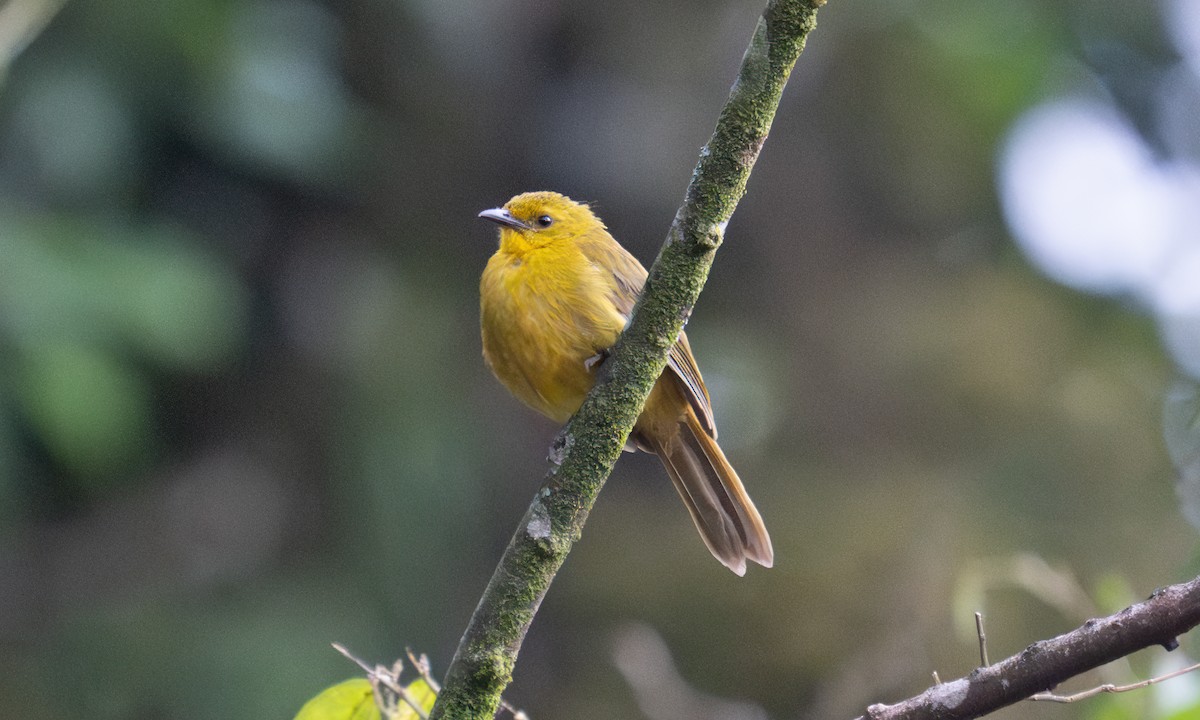 Bulbul Alegre - ML640549906