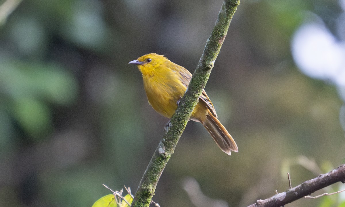 Bulbul Alegre - ML640549907