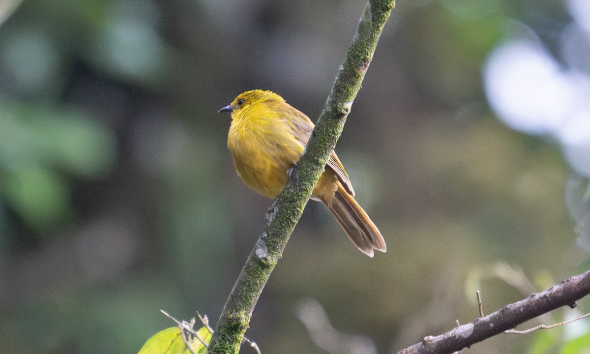 Bulbul Alegre - ML640549908