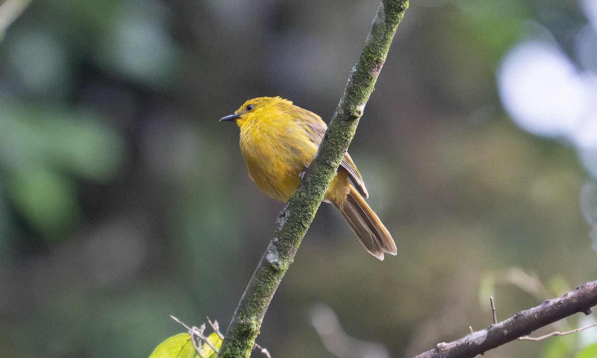 Bulbul Alegre - ML640549909
