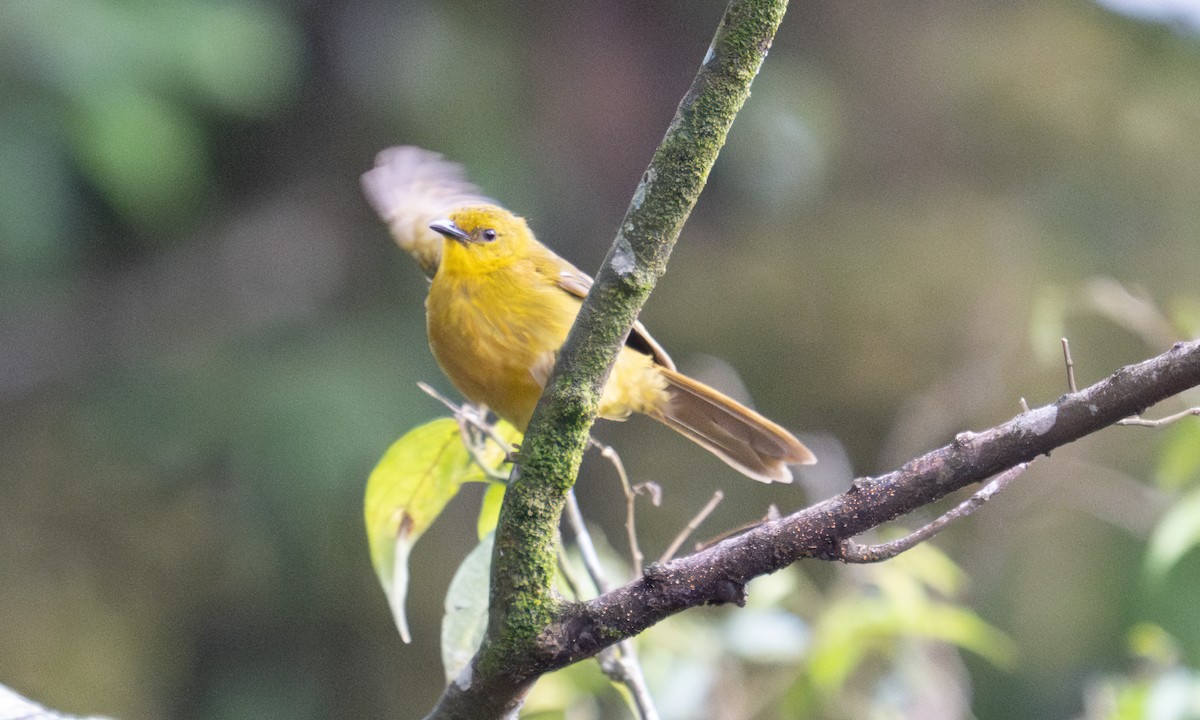 Bulbul Alegre - ML640549910