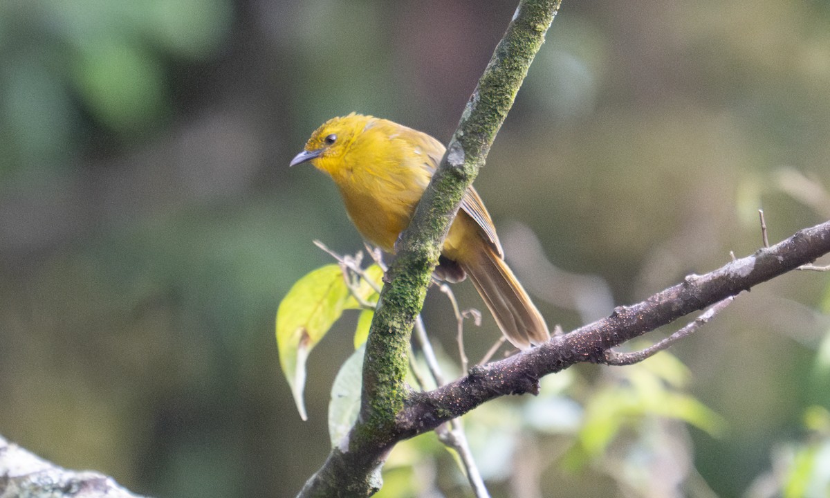 Bulbul Alegre - ML640549911