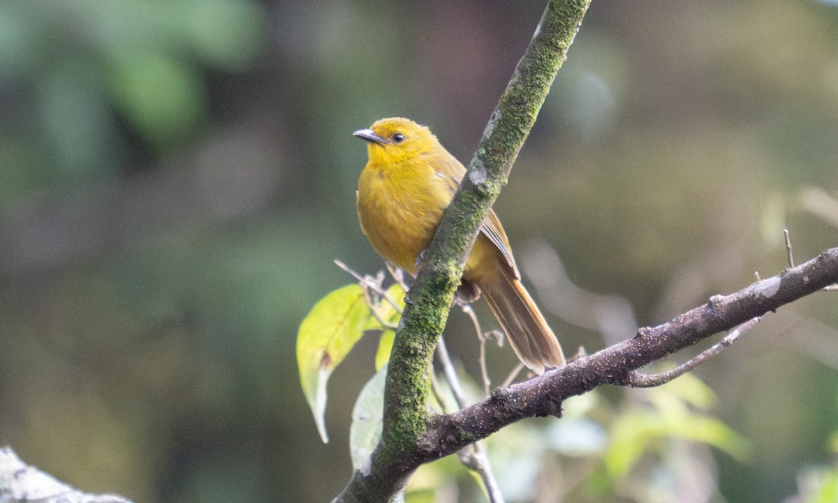 Bulbul Alegre - ML640549912