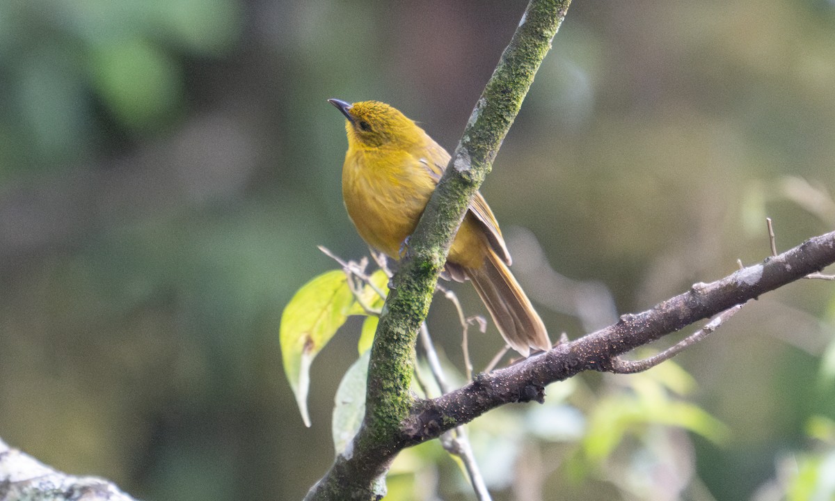 Bulbul Alegre - ML640549913