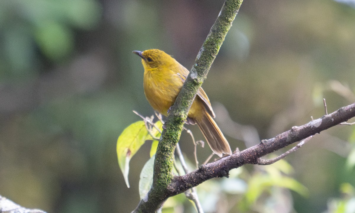 Bulbul Alegre - ML640549914