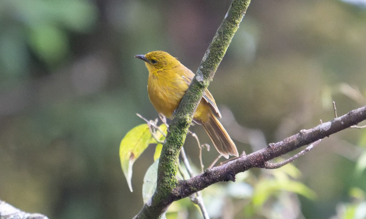 Bulbul Alegre - ML640549915
