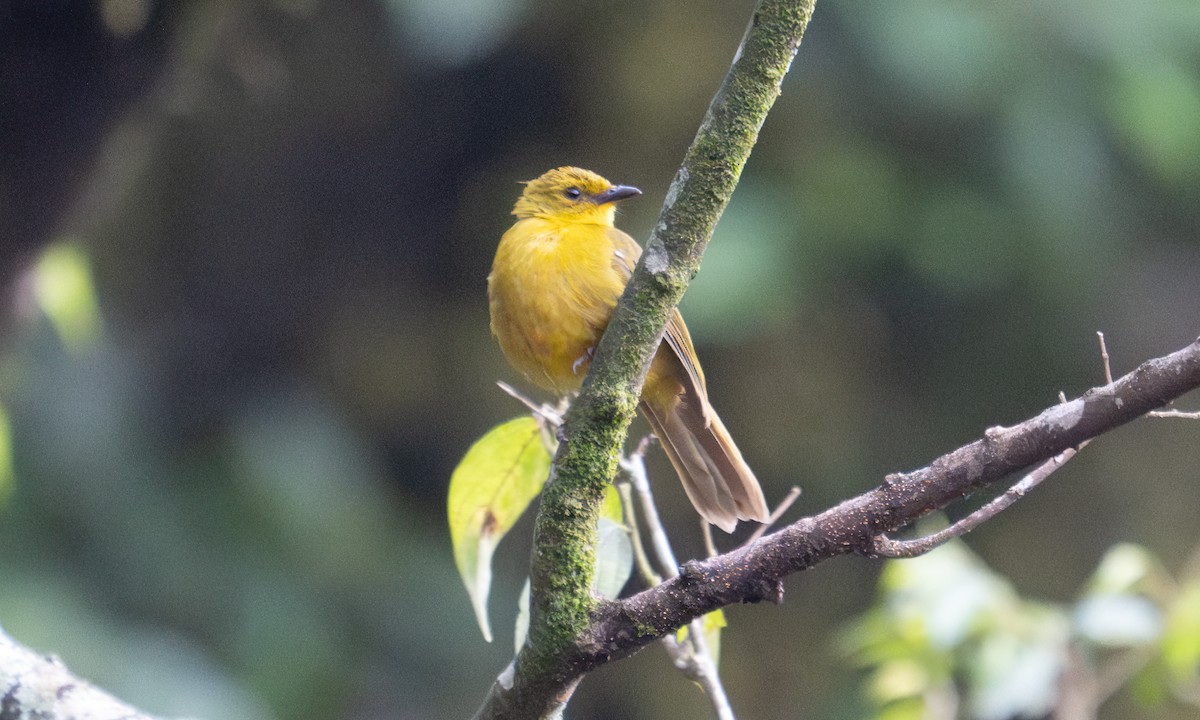 Bulbul Alegre - ML640549916