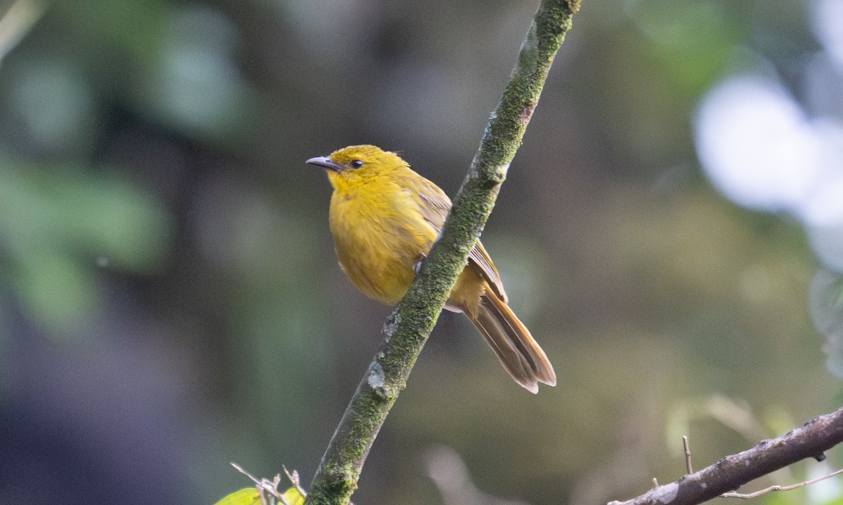 Bulbul Alegre - ML640549917