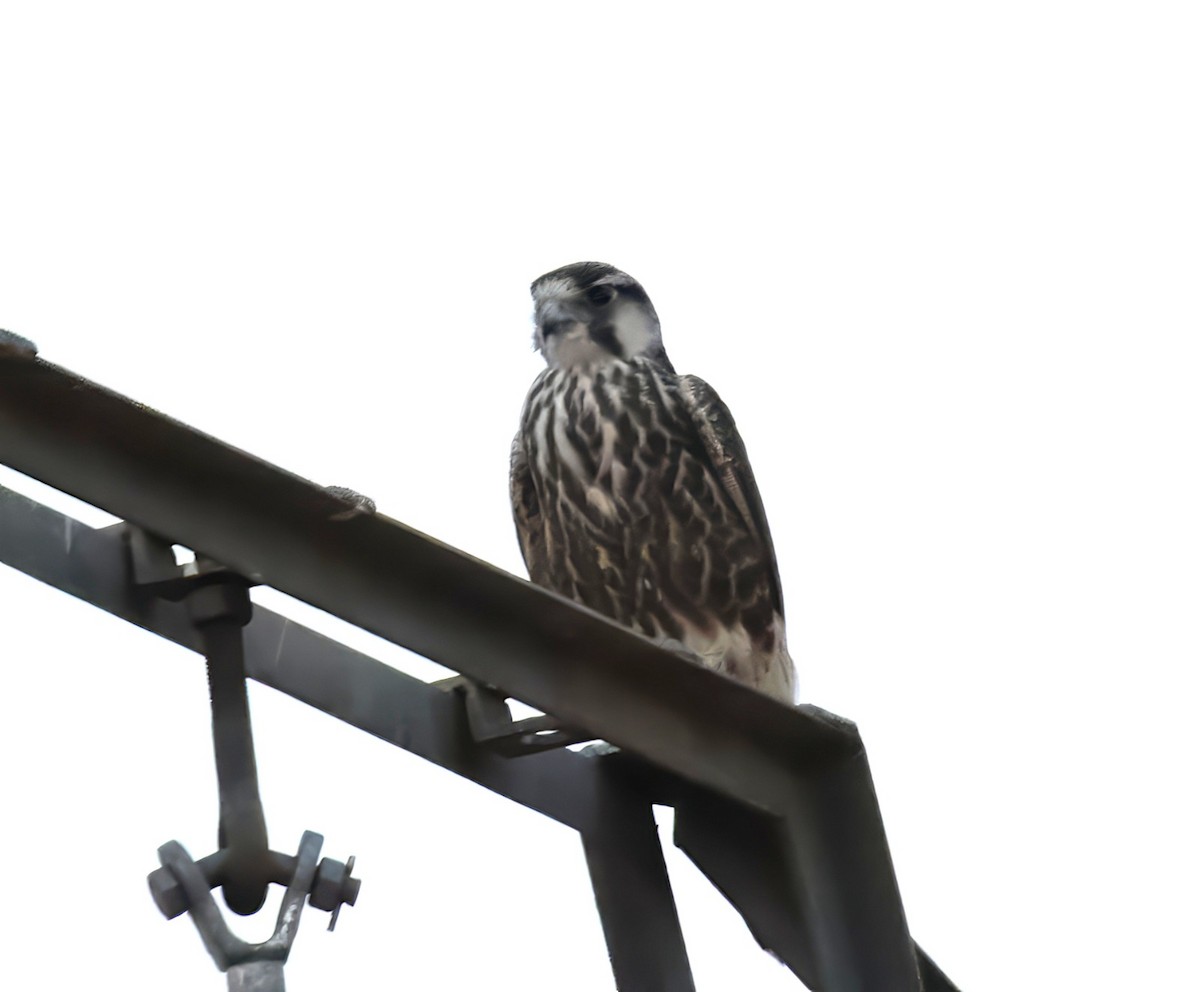 Lanner Falcon - ML640549924