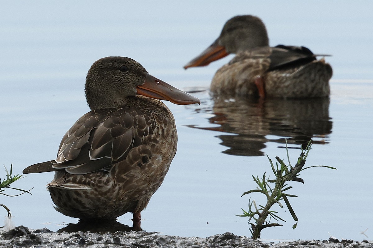 Халбага нугас - ML640549953