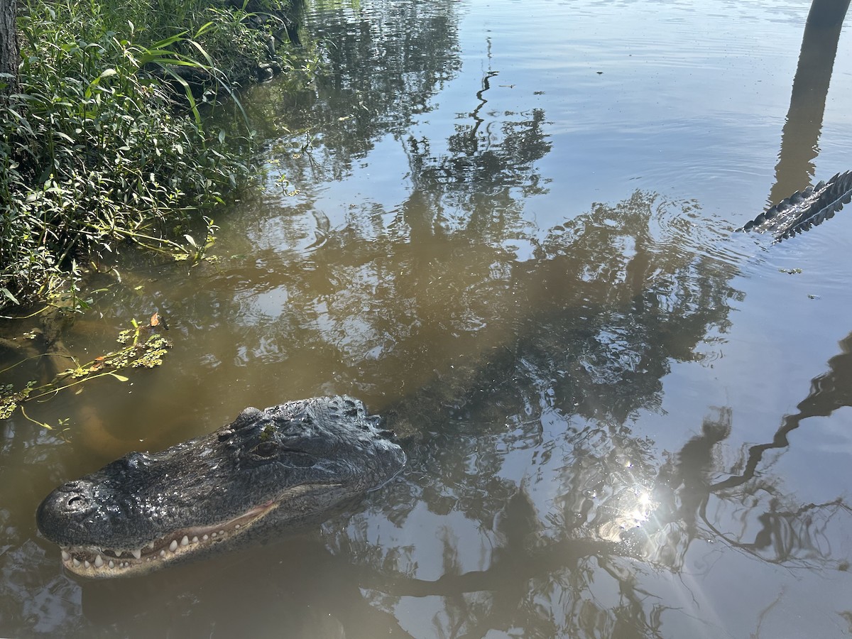 American Alligator - ML640550016