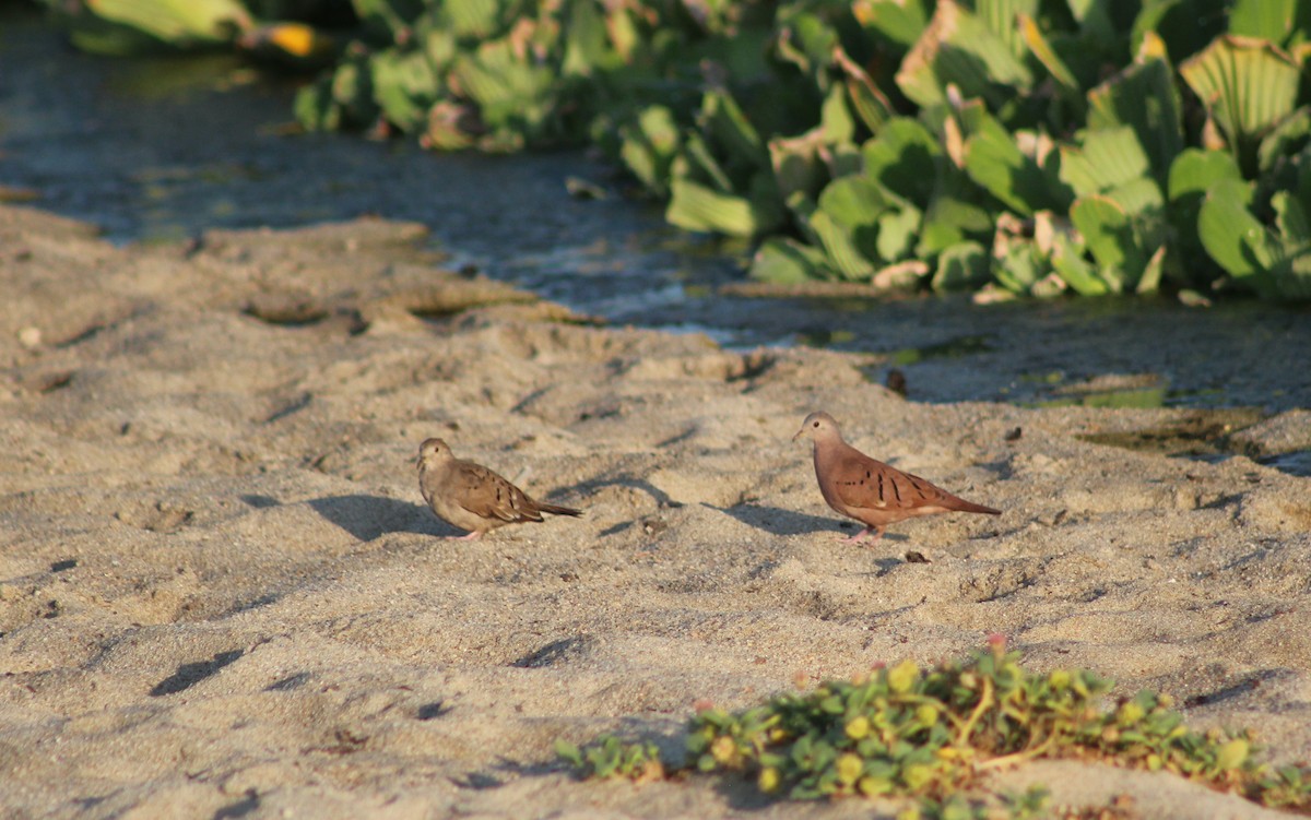 Ruddy Ground Dove - ML640550050