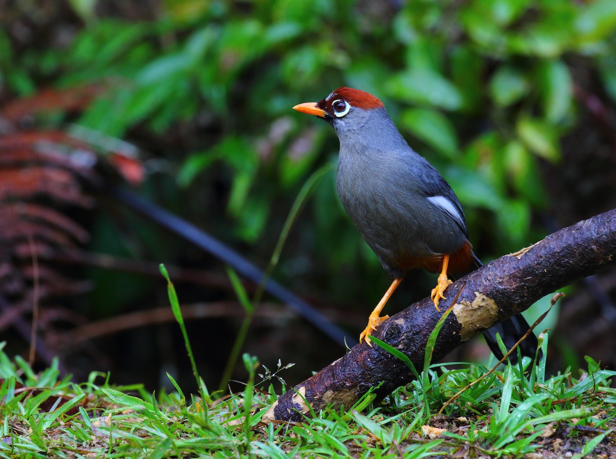 Chestnut-capped Laughingthrush - ML640550074
