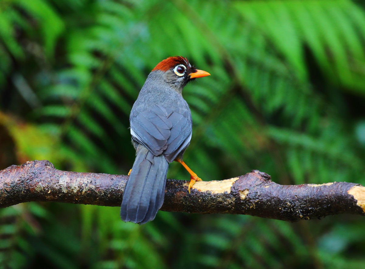 Chestnut-capped Laughingthrush - ML640550092