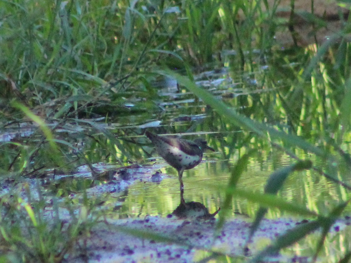 Spotted Sandpiper - ML640550100