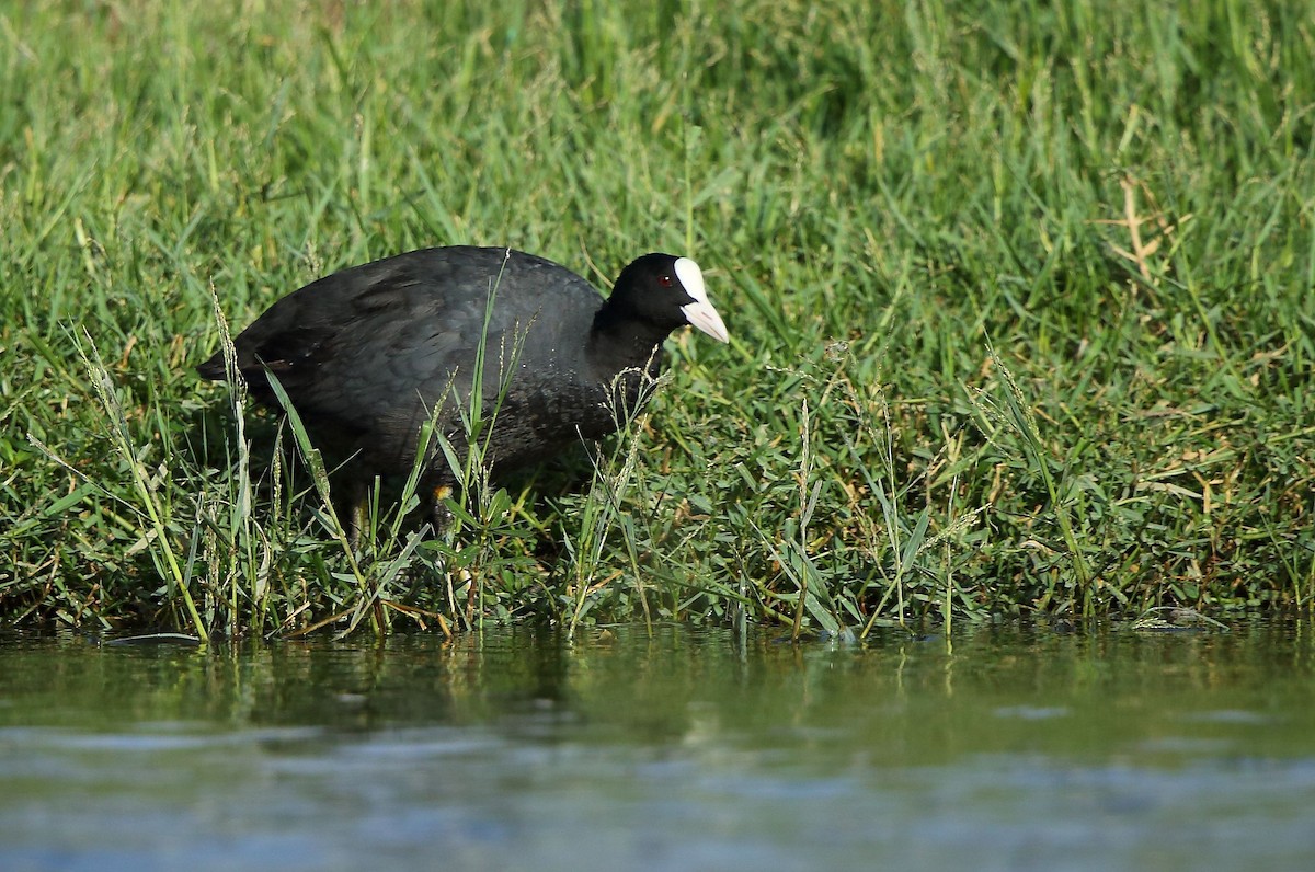 Eurasian Coot - ML64055011