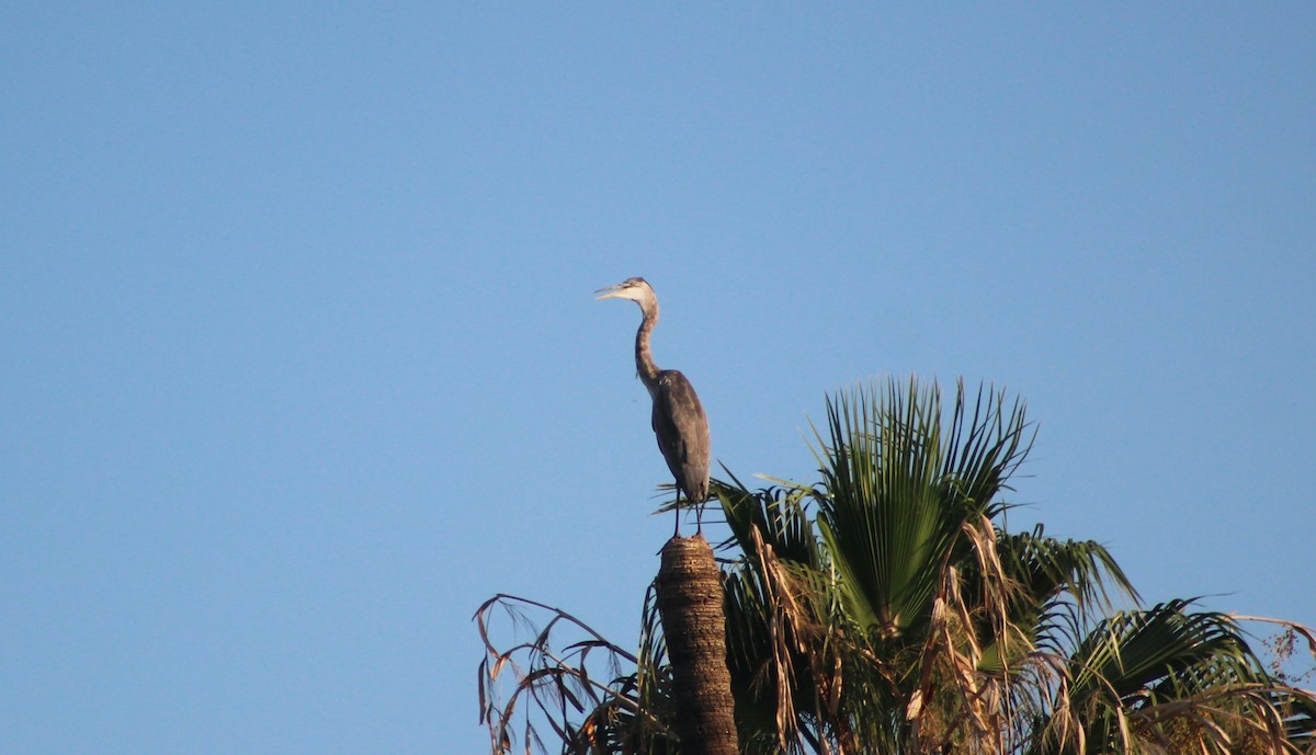 Great Blue Heron - ML640550111