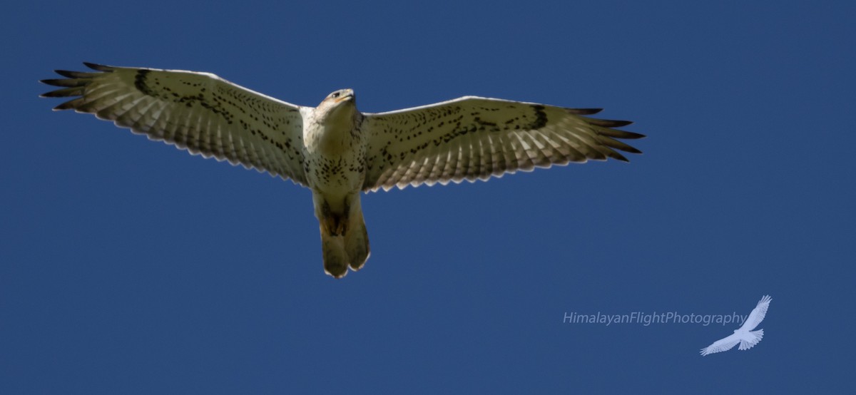 Ferruginous Hawk - ML640550115