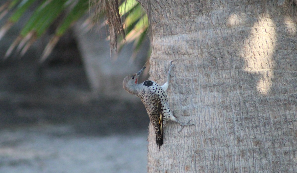 Gilded Flicker - ML640550129