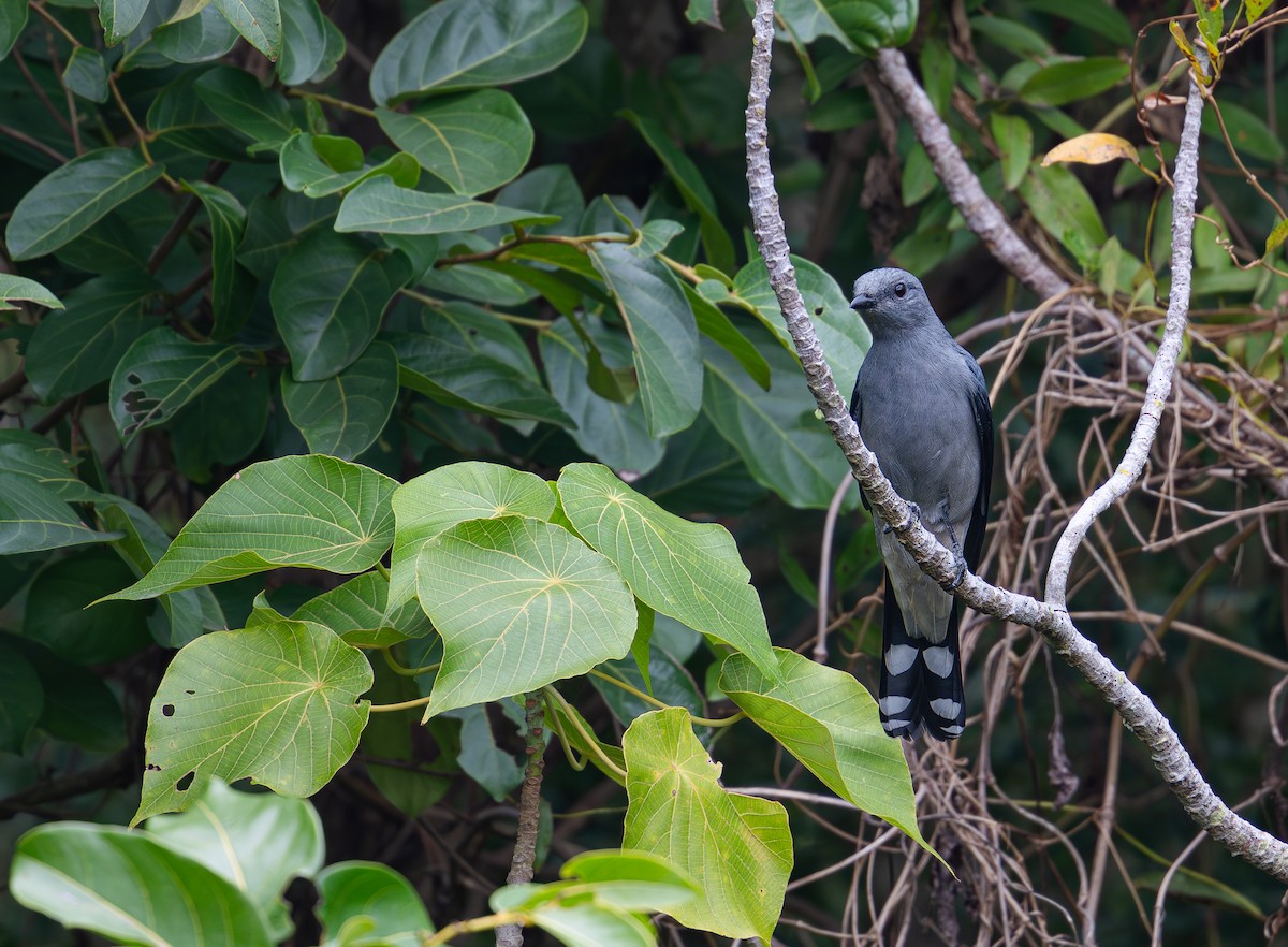 Black-winged Cuckooshrike - ML640550211