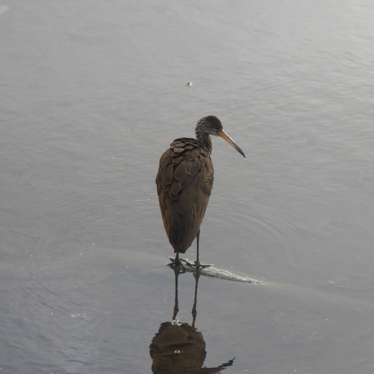 Limpkin - ML640550234