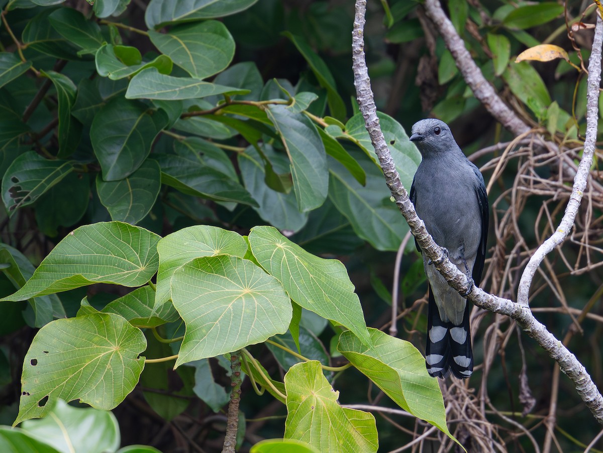 Black-winged Cuckooshrike - ML640550240
