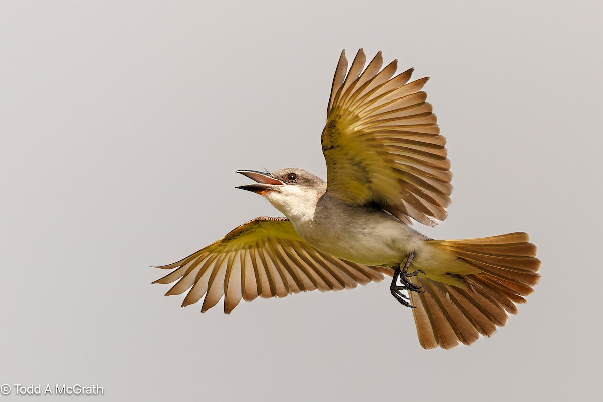 Gray Kingbird - ML640550261