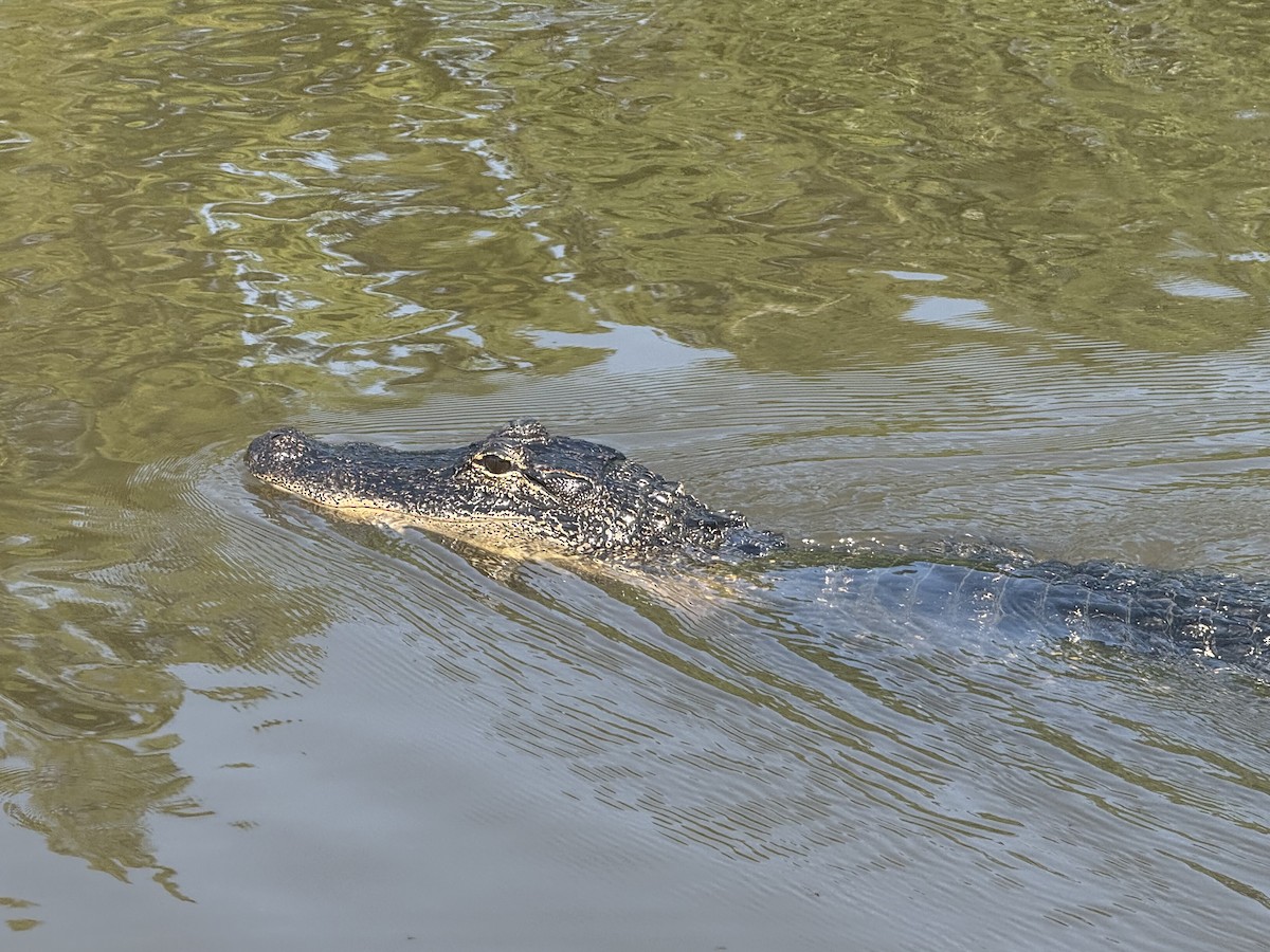 American Alligator - ML640550263