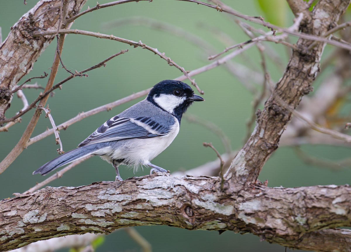 Asian Tit (commixtus) - Kenneth Lam