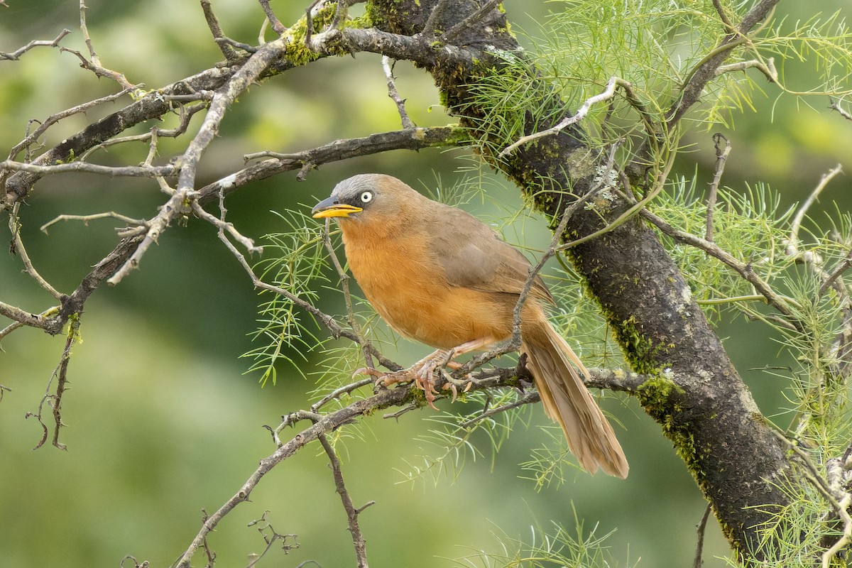 Rufous Babbler - ML640550294