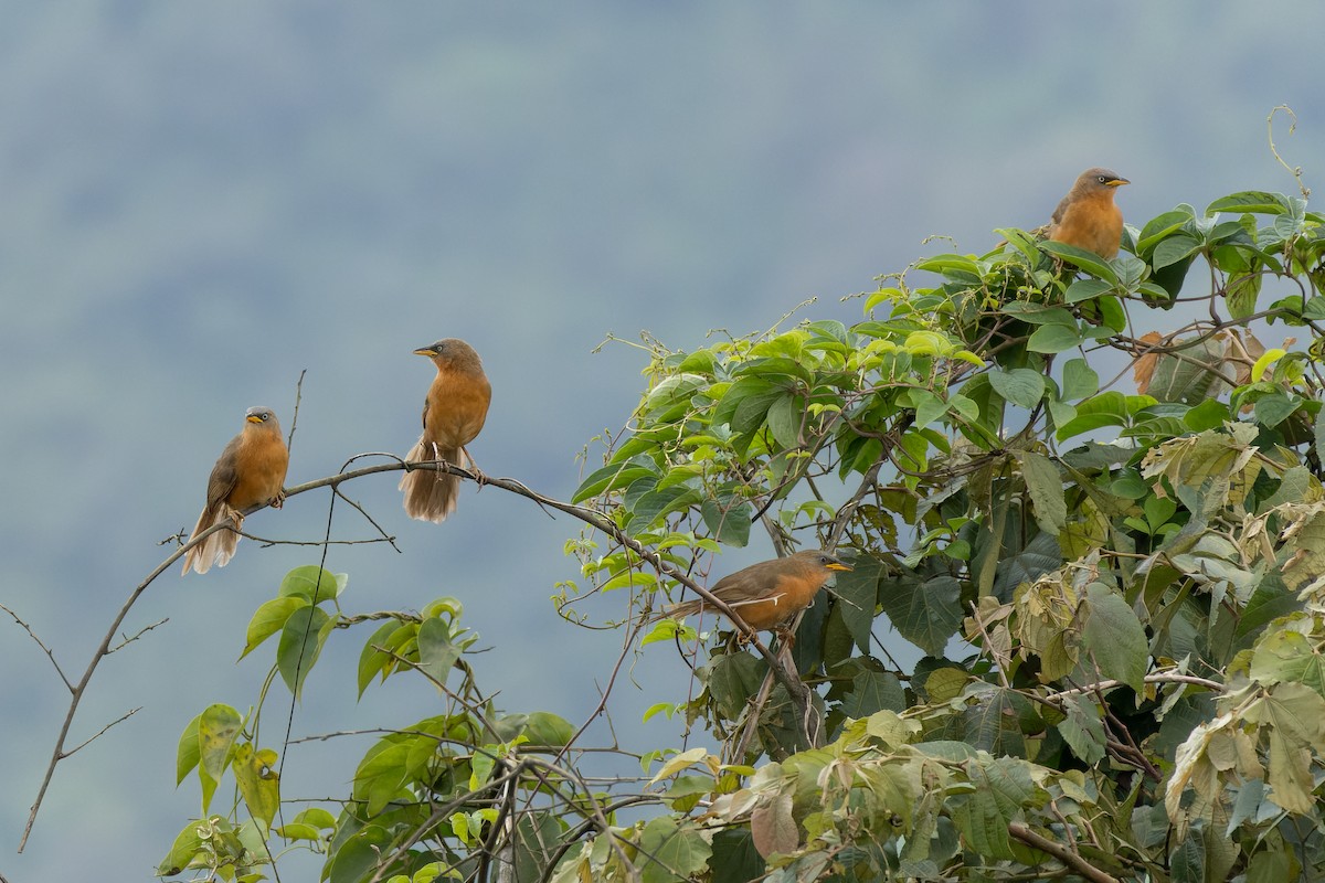 Rufous Babbler - ML640550295