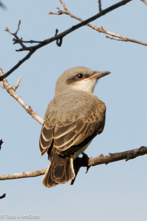 yellow-bellied kingbird sp. - ML640550341