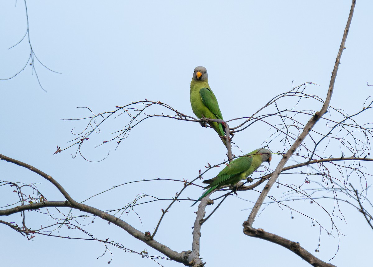 Blossom-headed Parakeet - ML640550461