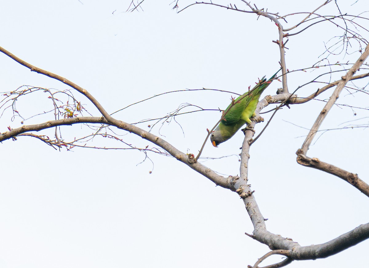 Blossom-headed Parakeet - ML640550463