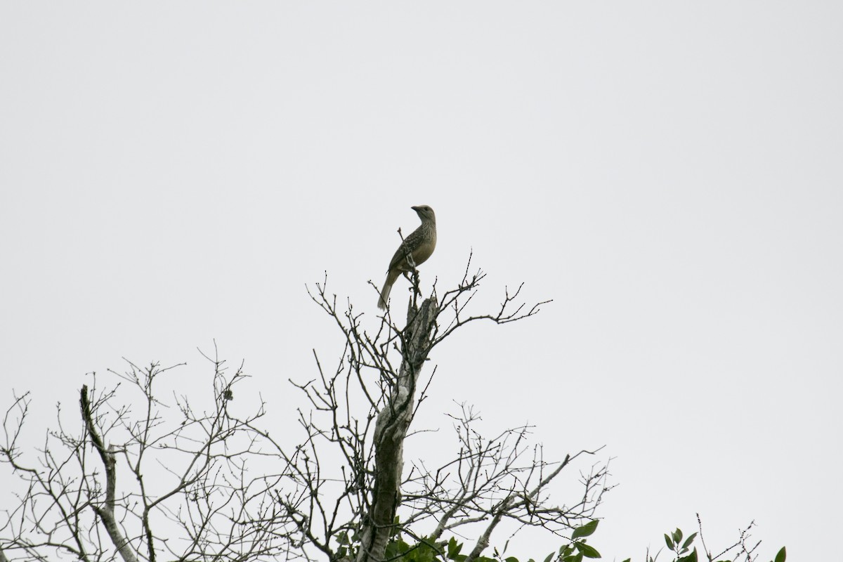 Fawn-breasted Bowerbird - ML640550547