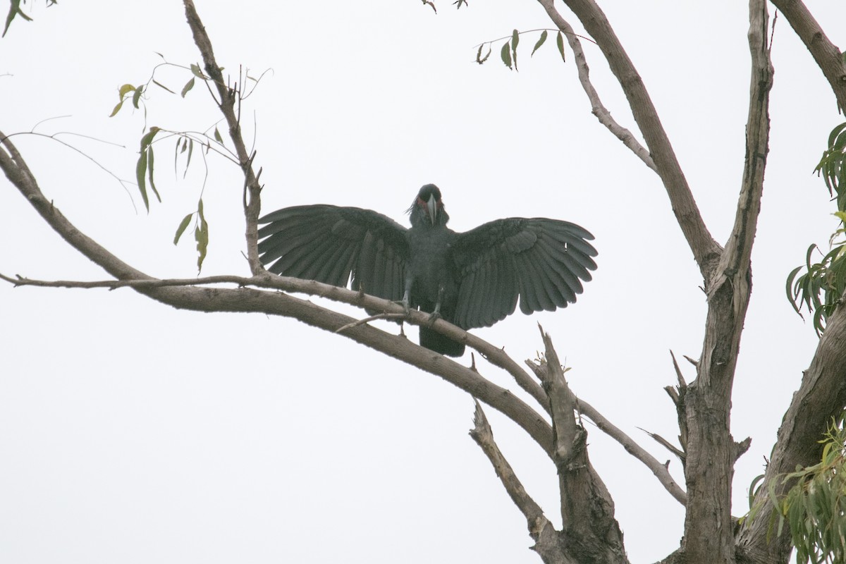 Cacatúa Enlutada - ML640550548