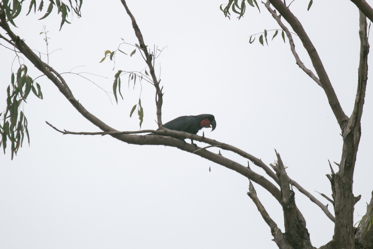 Cacatúa Enlutada - ML640550550