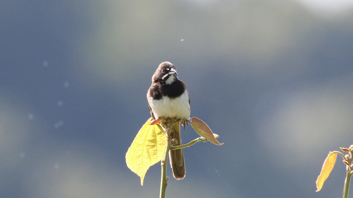 Black-chested Sparrow - ML640550607