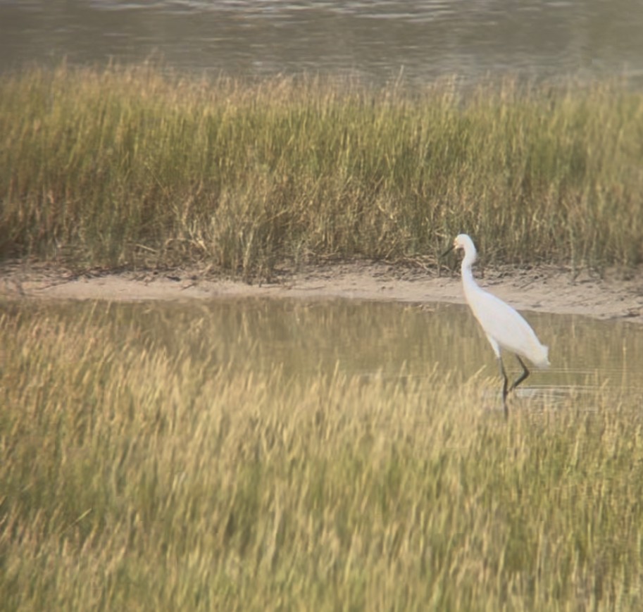 Snowy Egret - ML640550622