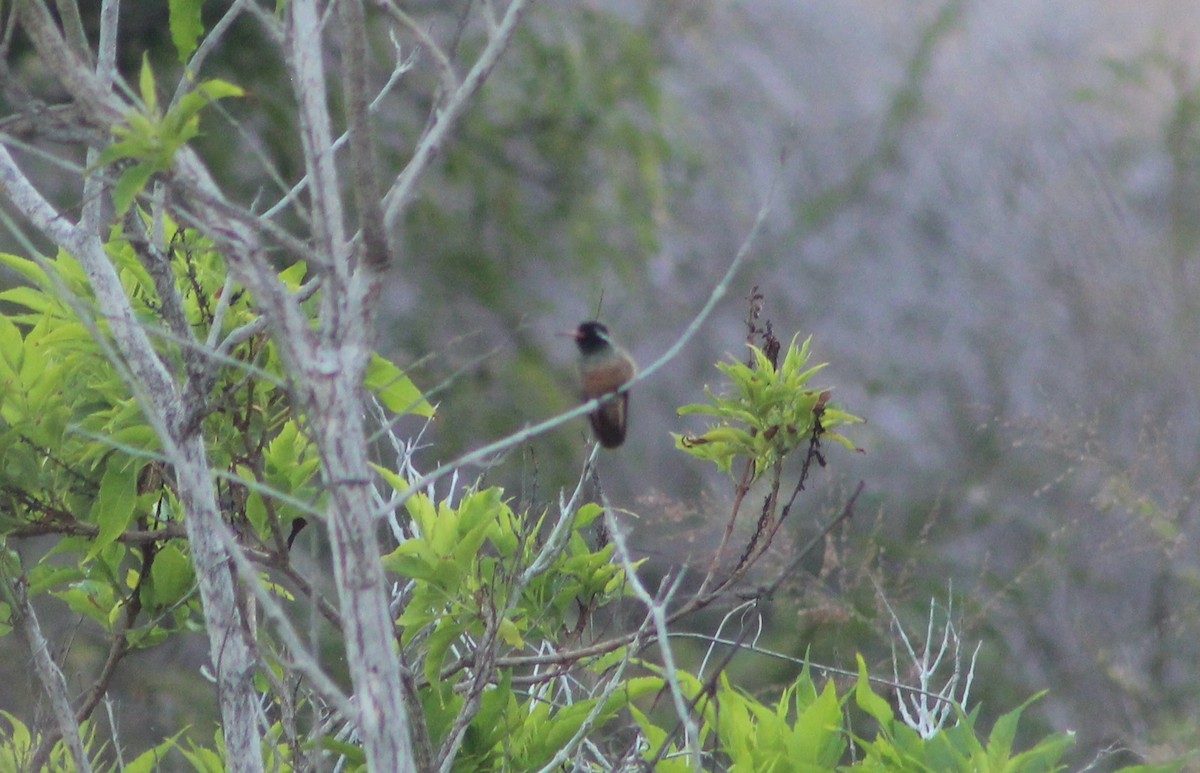 Xantus's Hummingbird - ML640550638